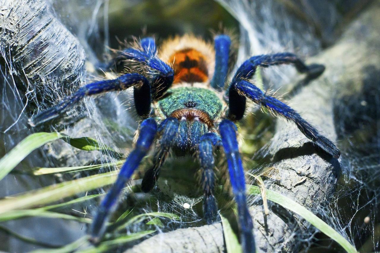 blue cobalt tarantula
