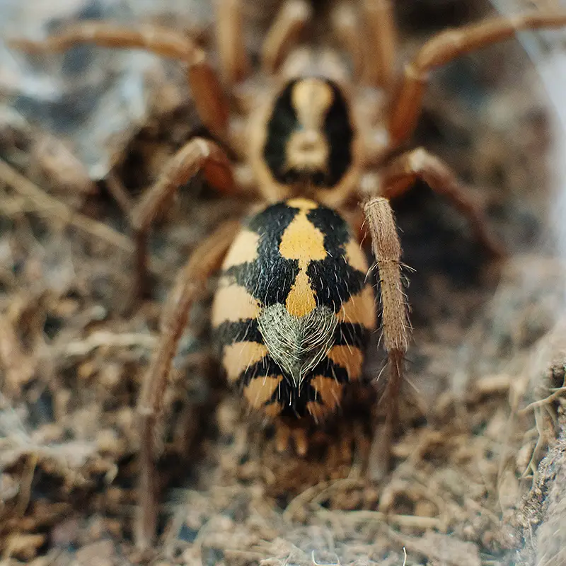 pumpkin patch tarantula care sheet